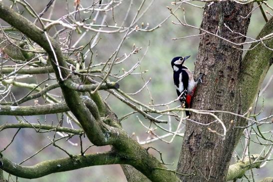 Buntspecht Wildpark Alte Fasanerie Klein Auheim 2018