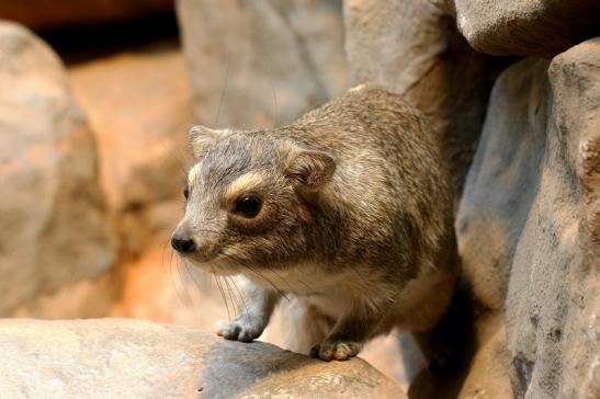 Buschschliefer Zoo Frankfurt am Main 2017