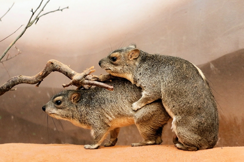 Foto des Monats März 2026 Buschschliefer Grzimek Haus Zoo Frankfurt a.M.
