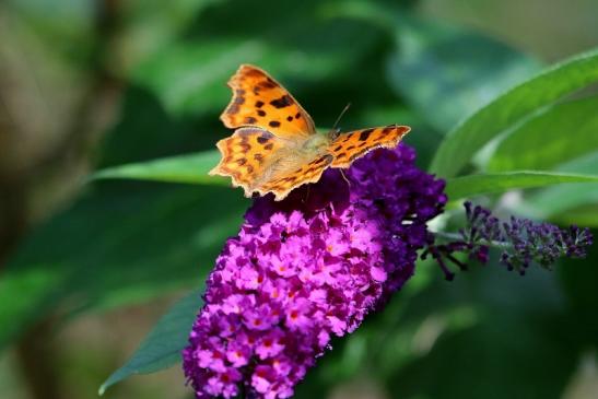 C Falter Wildpark Alte Fasanerie Klein Auheim 2017