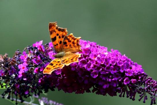 C Falter Wildpark Alte Fasanerie Klein Auheim 2017