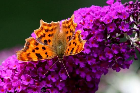 C Falter Wildpark Alte Fasanerie Klein Auheim 2017