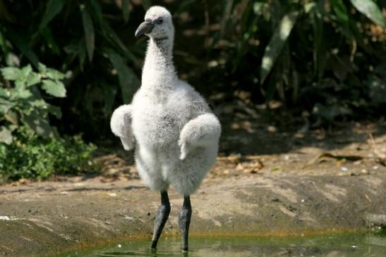 Chileflamingo Zoo Frankfurt am Main 2011 - 2012