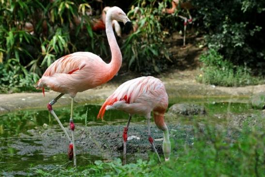 Chileflamingo Zoo Frankfurt am Main 2011 - 2012