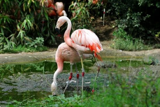 Chileflamingo Zoo Frankfurt am Main 2011 - 2012