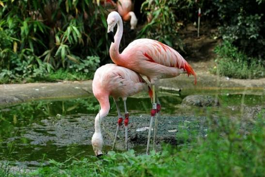 Chileflamingo Zoo Frankfurt am Main 2011 - 2012