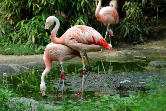 Chileflamingo Zoo Frankfurt am Main 2011 - 2012