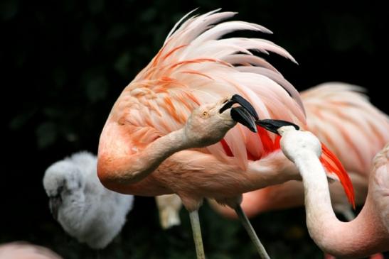 Chileflamingo Zoo Frankfurt am Main 2011 - 2012