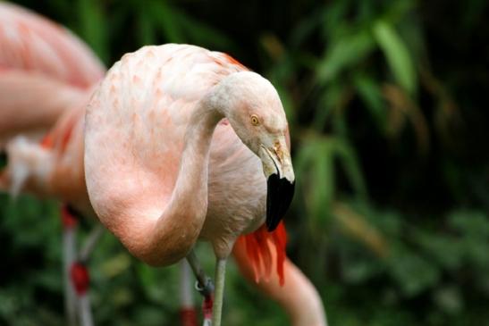 Chileflamingo Zoo Frankfurt am Main 2011 - 2012