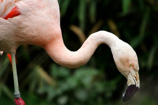 Chileflamingo Zoo Frankfurt am Main 2011 - 2012