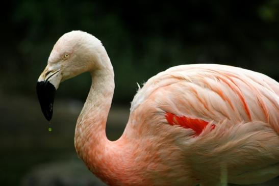 Chileflamingo Zoo Frankfurt am Main 2011 - 2012