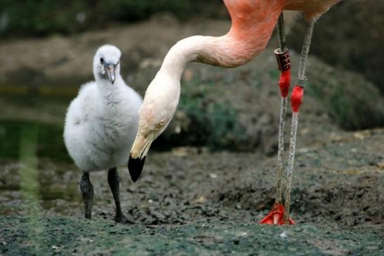 Chileflamingo Zoo Frankfurt am Main 2011 - 2012