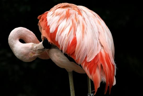 Chileflamingo Zoo Frankfurt am Main 2011 - 2012