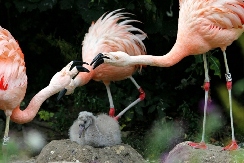 Chileflamingo Zoo Frankfurt am Main 2011 - 2012