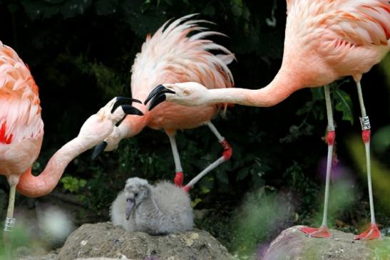 Chileflamingo Zoo Frankfurt am Main 2011 - 2012