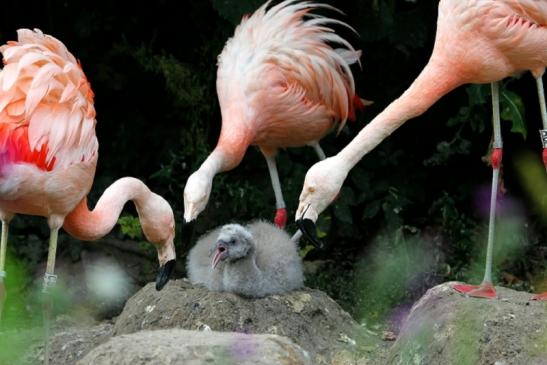 Chileflamingo Zoo Frankfurt am Main 2011 - 2012