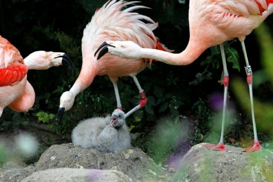 Chileflamingo Zoo Frankfurt am Main 2011 - 2012