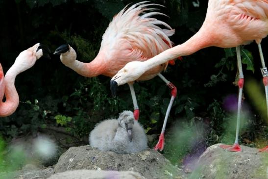 Chileflamingo Zoo Frankfurt am Main 2011 - 2012