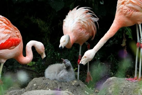 Chileflamingo Zoo Frankfurt am Main 2011 - 2012