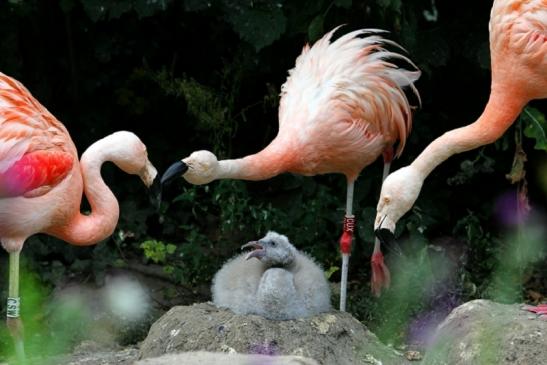 Chileflamingo Zoo Frankfurt am Main 2011 - 2012