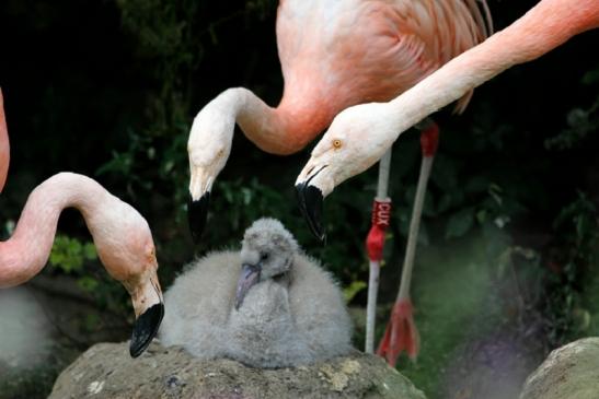 Chileflamingo Zoo Frankfurt am Main 2011 - 2012