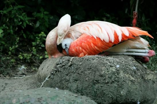 Chileflamingo Zoo Frankfurt am Main 2011 - 2012