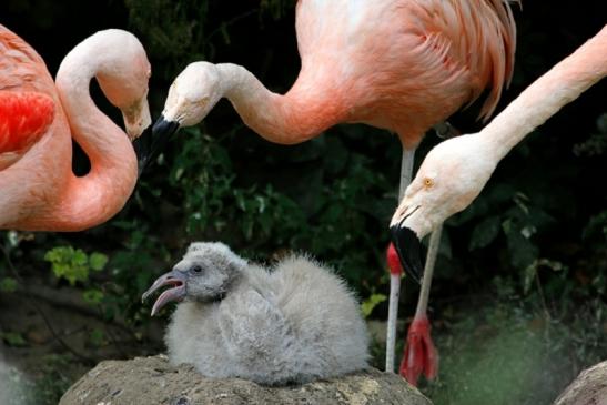 Chileflamingo Zoo Frankfurt am Main 2011 - 2012