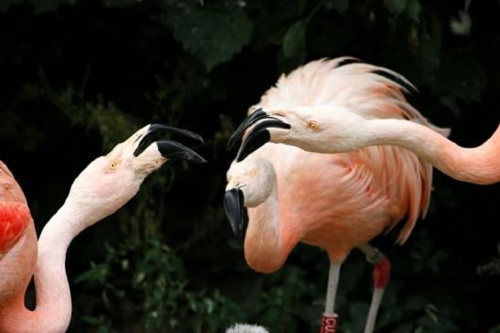 Chileflamingo Zoo Frankfurt am Main 2011 - 2012