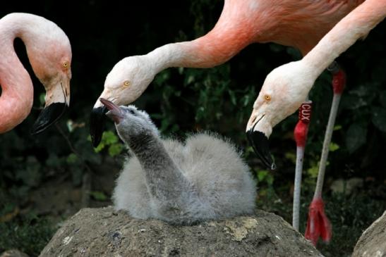 Chileflamingo Zoo Frankfurt am Main 2011 - 2012