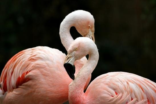 Chileflamingo Zoo Frankfurt am Main 2011 - 2012