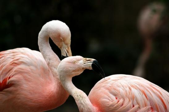 Chileflamingo Zoo Frankfurt am Main 2011 - 2012