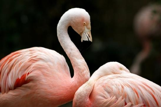 Chileflamingo Zoo Frankfurt am Main 2011 - 2012