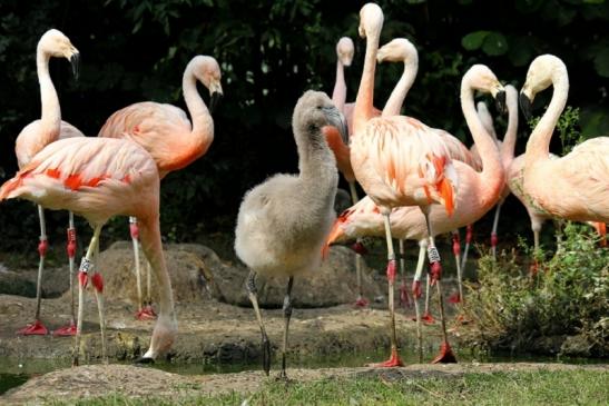 Chileflamingo Zoo Frankfurt am Main 2011 - 2012