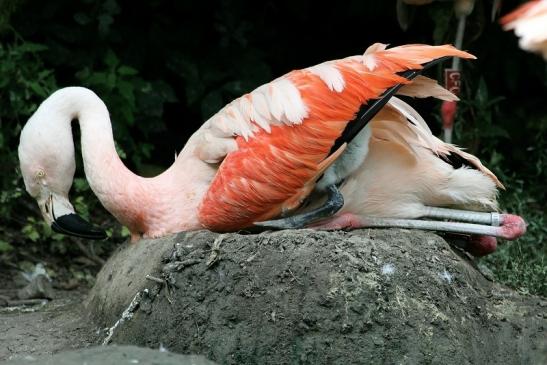 Chileflamingo Zoo Frankfurt am Main 2011 - 2012