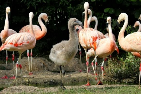 Chileflamingo Zoo Frankfurt am Main 2011 - 2012