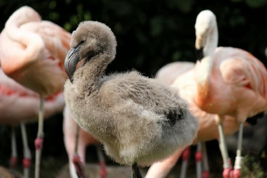 Chileflamingo Zoo Frankfurt am Main 2011 - 2012