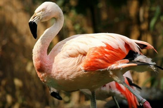 Chileflamingo Zoo Frankfurt am Main 2011 - 2012