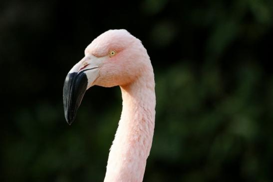 Chileflamingo Zoo Frankfurt am Main 2011 - 2012