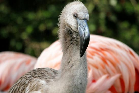 Chileflamingo Zoo Frankfurt am Main 2011 - 2012