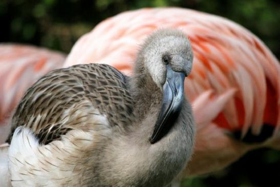 Chileflamingo Zoo Frankfurt am Main 2011 - 2012