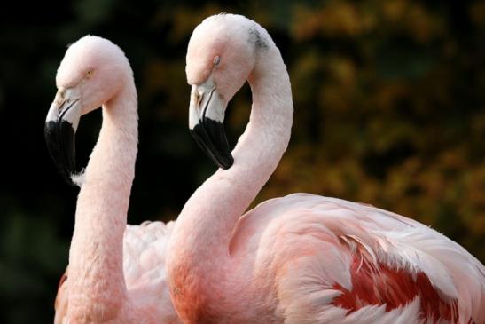 Chileflamingo Zoo Frankfurt am Main 2011 - 2012