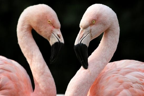 Chileflamingo Zoo Frankfurt am Main