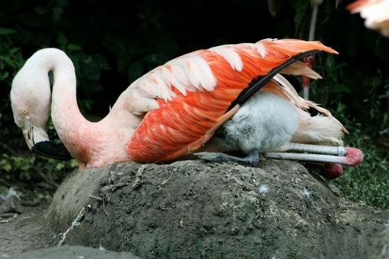 Chileflamingo Zoo Frankfurt am Main 2011 - 2012