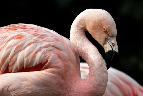 Chileflamingo Zoo Frankfurt am Main 2011 - 2012