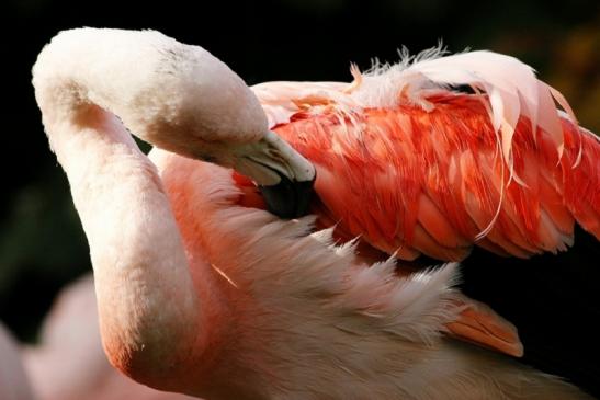 Chileflamingo Zoo Frankfurt am Main 2011 - 2012