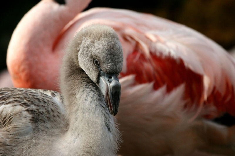 Chileflamingo Zoo Frankfurt am Main 2011 - 2012