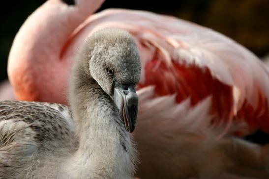 Chileflamingo Zoo Frankfurt am Main 2011 - 2012