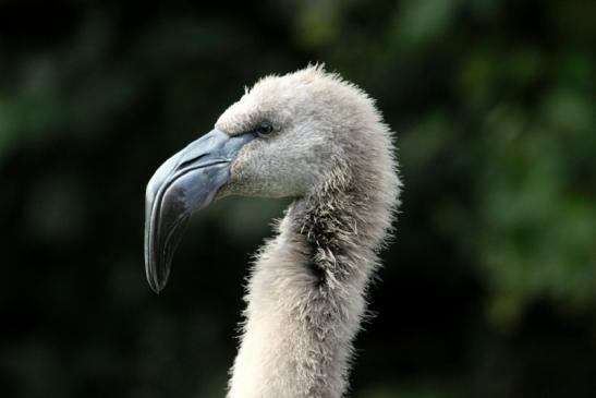 Chileflamingo Zoo Frankfurt am Main 2011 - 2012