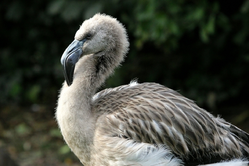 Chileflamingo Zoo Frankfurt am Main 2011 - 2012