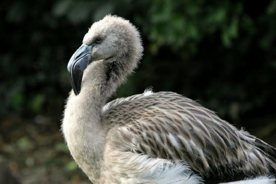 Chileflamingo Zoo Frankfurt am Main 2011 - 2012